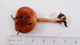 Pholiota velaglutinosa image