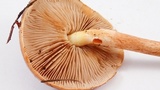 Pholiota velaglutinosa image
