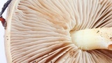 Pholiota velaglutinosa image
