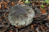 Russula aeruginea image
