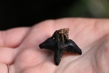 Helvella lacunosa image