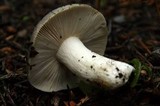 Russula aeruginea image