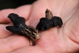 Helvella lacunosa image