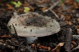 Russula aeruginea image