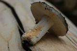 Russula aeruginea image