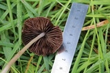Psathyrella bipellis image