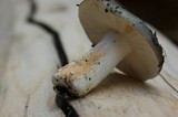 Russula aeruginea image