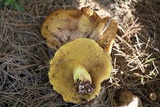 Suillus collinitus image