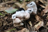 Hypomyces cervinigenus image
