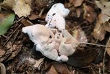 Hypomyces cervinigenus image