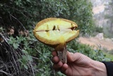 Suillus collinitus image