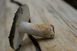 Russula aeruginea image