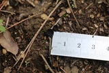 Pseudoplectania nigrella image