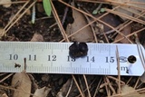 Pseudoplectania nigrella image