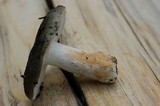 Russula aeruginea image