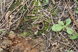 Geopora arenosa image