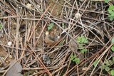 Geopora arenosa image