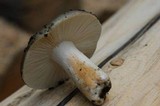 Russula aeruginea image