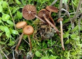 Psilocybe montana image