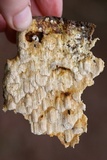 Neoantrodia serialis image