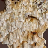 Neoantrodia serialis image