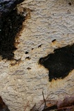 Neoantrodia serialis image