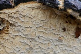 Neoantrodia serialis image