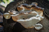 Fomitopsis ochracea image