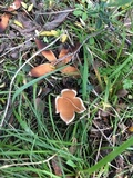Chorioactis geaster image