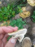 Trametes hirsuta image