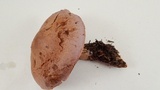 Cortinarius traganus image