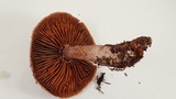 Cortinarius traganus image