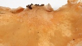 Crepidotus mollis image