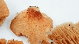 Crepidotus mollis image