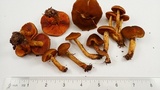 Cortinarius thiersii image