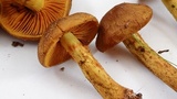 Cortinarius thiersii image