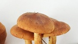 Cortinarius thiersii image