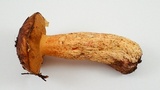 Suillus fuscotomentosus image