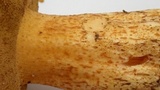 Suillus fuscotomentosus image