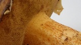 Suillus fuscotomentosus image