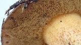 Suillus fuscotomentosus image