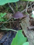 Psilocybe guilartensis image