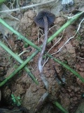 Psilocybe guilartensis image