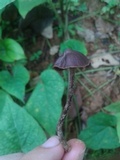 Psilocybe guilartensis image