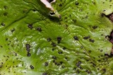Peltigera aphthosa image