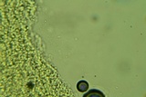 Postia fragilis image