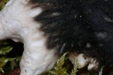 Peltigera aphthosa image