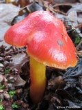 Hygrocybe laetissima image