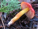Hygrocybe laetissima image