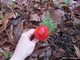 Hygrocybe laetissima image